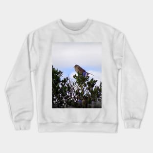 White crowned sparrow in a blue blossom Ceanothus Thyrsiflorus bush 3 Crewneck Sweatshirt